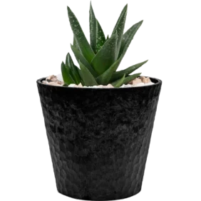 aloe-vera-mini